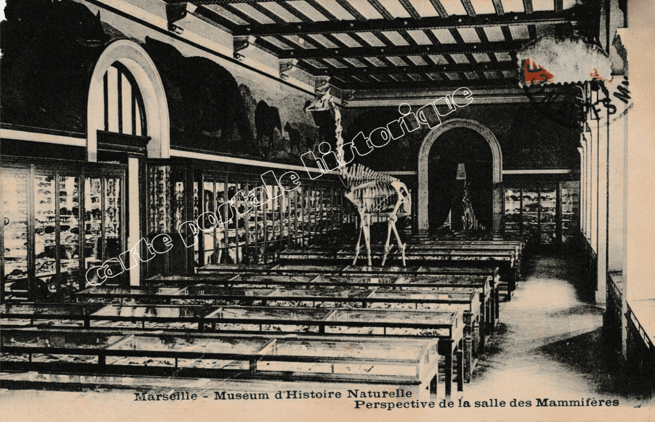 MARSEILLE - Museum d'Histoire Naturelle - 1917